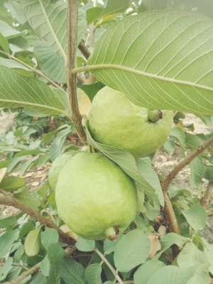 BDSresolve Guava seeds hybrid thailand PACK OF 37 Seed(37 per packet)
