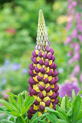 AXAQI Lupin Mixed Color F1 Hybrid Flower Seed(40 per packet)