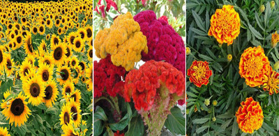 Pbevergreen Sunflower Miniature, Cockscomb and French Marigold Seed(75 per packet)
