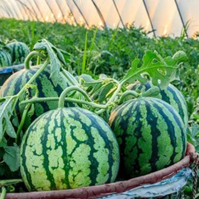 PMA Watermelon Seeds, Organic Torbuj for Home Gardening Seed(20 per packet)