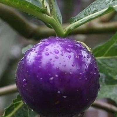 CYBEXIS Heirloom Purple Tomato Seeds1000 Seeds Seed(1000 per packet)