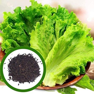 CYBEXIS Lettuce Seeds Green Healthy Non-GMO Heirloom4000 Seeds Seed(4000 per packet)