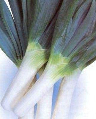 VibeX ® XLR-520 Shimonita Onion - Rare ‘King of the Negi’ Seed(1000 per packet)