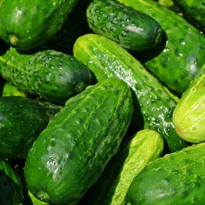 Avysa Cucumber Centella F1 Seed-CuC_229 Seed(50 per packet)