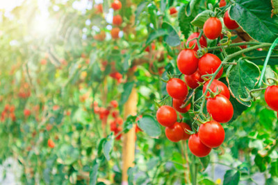 KOO Retails tomato Seed(65 per packet)