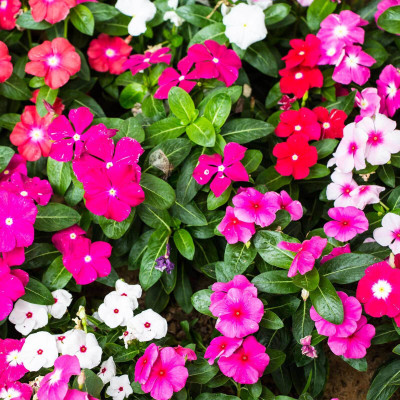 Khushi Prova Vinca Dwarf Mix Seed(278 per packet)