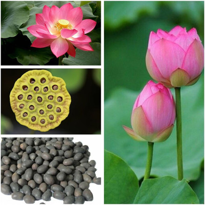 DEYS AGRO ™ kamal flower seeds, kamal gatta seed, best quality kamal phool Seed(5 per packet)
