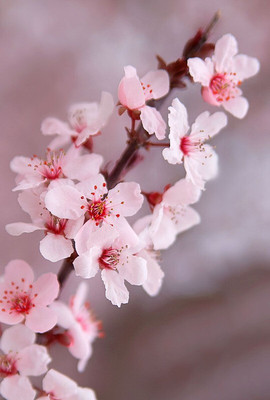 the green dotcom CHERRY BLOSSAM beautiful flower hybrid seeds 1-packet Seed(55 per packet)