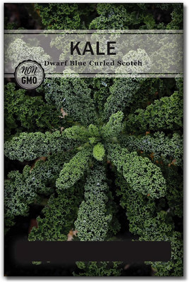 WILLVINE ® Dwarf Blue Curled Scotch Kale Seeds Seed(500 per packet)