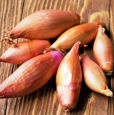 Biosnyg Fast Growing French Shallot Onion Vegetable Seeds For Planting-(500 Seeds) Seed(500 per packet)