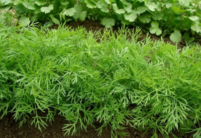 GRAXY Dill Emerald Soya Herb Plant Seed(100 per packet)