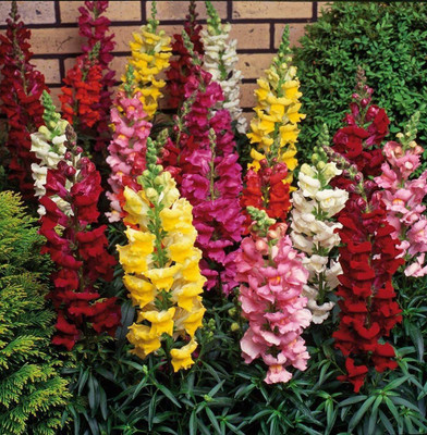 CYBEXIS Antirrhinum(Snapdragon) Mixed Color F1 Hybrid Seeds(120 Seeds) Seed(120 per packet)