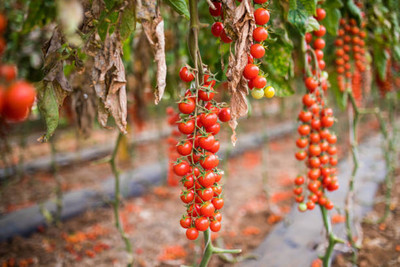 TIMOSHA tomato Seed(90 per packet)