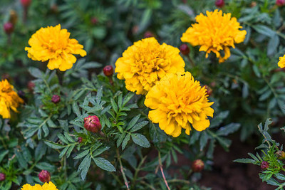 Portia marigold/gende ka phool flower seeds Seed(50 per packet)