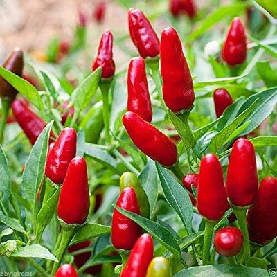 KNESSiN Bird'S Chili - Bird Chilli -Red-{800 Seeds} Seed(800 per packet)