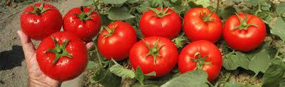XOLDAA kashmiri hybrid tomato seeds Seed(110 per packet)