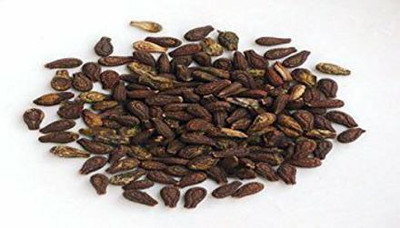 Urancia Organic Sivalingi 500 Seeds Seed(1 per packet)