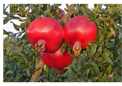 CYBEXIS XLR-6 - Pomegranate Fruit Tree - (270 Seeds) Seed(270 per packet)