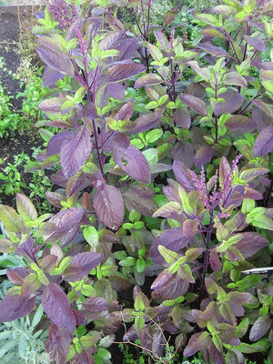 SUNWAN Tulsi Krishna Tulasi - Holy Basil - (Ocimum sanctum) Seed(100 per packet)