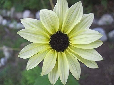 Qualtivate ICRA-8A Vanilla Ice Sunflower Two Tone Light Yellow Seed(200 per packet)