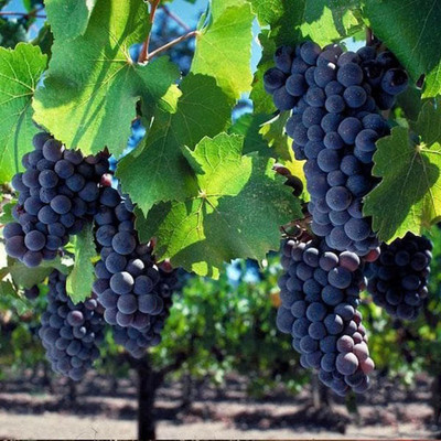 TRICONE Grapes Seed(70 per packet)