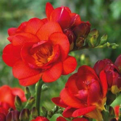 zabbus Freesia Flower Bulbs for Summer Season Red Seed(10 per packet)
