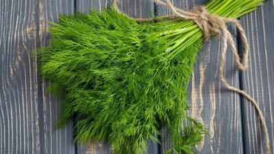 GRAXY Organic Green Dill/Soya Herb Plant Seed(500 per packet)