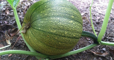 CYBEXIS Jack O' Lantern Vegetable/Fruit Seeds - Pumpkin Heirloom, Non-GMO100 Seeds Seed(100 per packet)