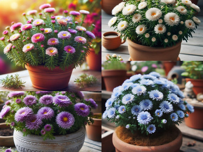 NooElec Seeds India 100+ Seeds- Heavy Bloomer Hybrid Mix Aster Flower Seeds-Exotic Flower Seed(100 per packet) NooElec Seeds India 100+ Seeds- Heavy Bloomer Hybrid Mix Aster Flower Seeds-Exotic Flower Seed(100 per packet)