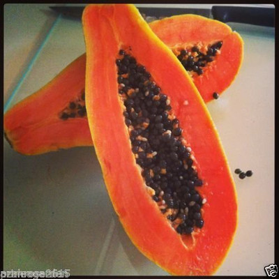 VERTEX AGENCIES Vertex Agencies, Thai Hybrid Dwarf Papaya Seeds (Yellow) - Pack of 25 Seed(10 per packet)