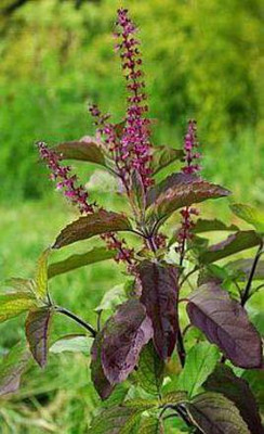 TRICONE Krishna Tulsi Seed(600 per packet)