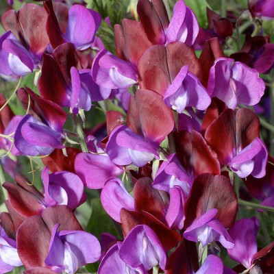 Quentova Sweet Pea Cupani-NCS-22J Seed(40 per packet)