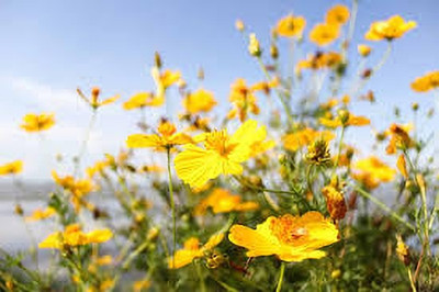 Seedsqlty cosmos flower seeds mix, high germination (15 seeds) Seed(15 per packet)