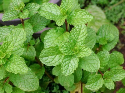 CEZIUS (Mint/Pudina) Spearmint Seeds ~Mentha spicata~ Garden Mint Seed(55 per packet)