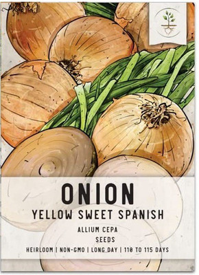 VibeX ® VMR-288 Yellow Sweet Spanish Onion Seeds Seed(1000 per packet)