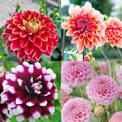 ibains Dahlia seeds for gardening 23 Seed(23 per packet)
