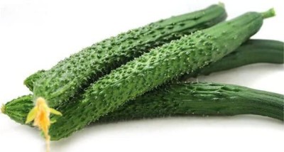 CYBEXIS NDIR-51 - Cucumber -China Long Hybrid - (150 Seeds) Seed(150 per packet)