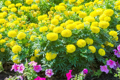 Jungli Brinjal seed marigold/gende ka phool flower seeds Seed(25 per packet)