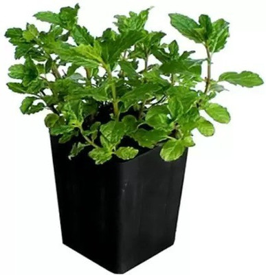 MAA Mint, Pudina Seed(115 per packet)