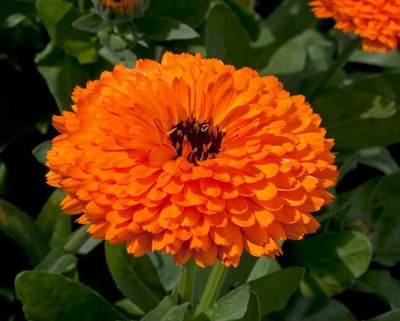 Aywal Hybrid Calendula Seed(40 per packet)