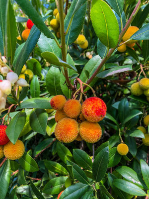 MAA LITCHI,LICHEE,LYCHEE Seed(10 per packet)