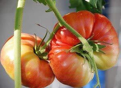 Aywal Hybrid Pusa Ruby High Yield Tomato Seed(750 per packet)