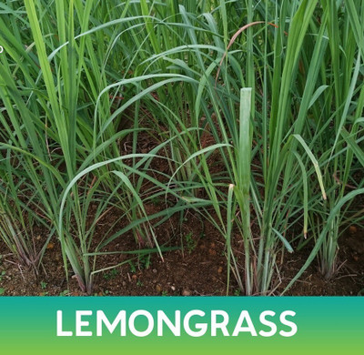 Quentova नींबू घास (Cymbopogon/lemongrass) Herb Plant-XLI-8E Seed(75 per packet)