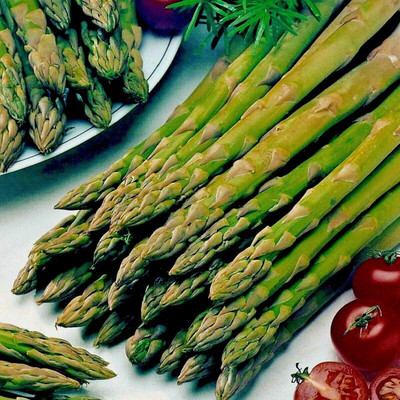 KNESSiN MAX-25 Asparagus Connovers Colossal Seed(100 per packet)