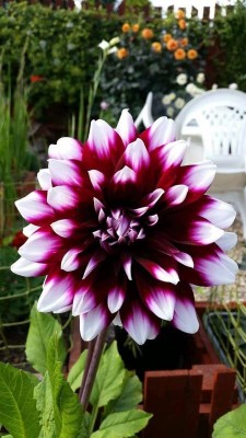 Aywal Dahlia Bonsai Flowers Seeds Multicolour Mixed Seed(90 per packet)