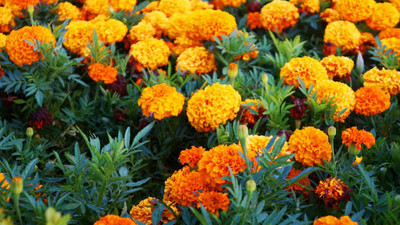 SAFROONI marigold/gende ka phool flower seeds Seed(75 per packet)