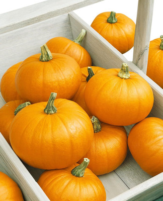 Qualtivate RES-9A Small Sugar Pumpkin Seeds Seed(50 per packet)