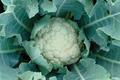 Revaseeds white cauliflower,gobhee seeds Seed(13 per packet)