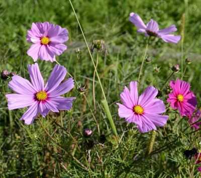 ZIXA Cosmos Flower Seed(100 per packet)