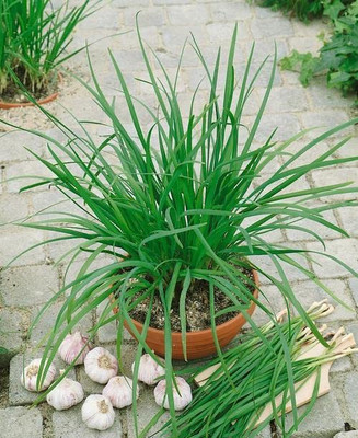 CYBEXIS XL-97 - Chinese Chive for Planting - (250 Seeds) Seed(250 per packet)